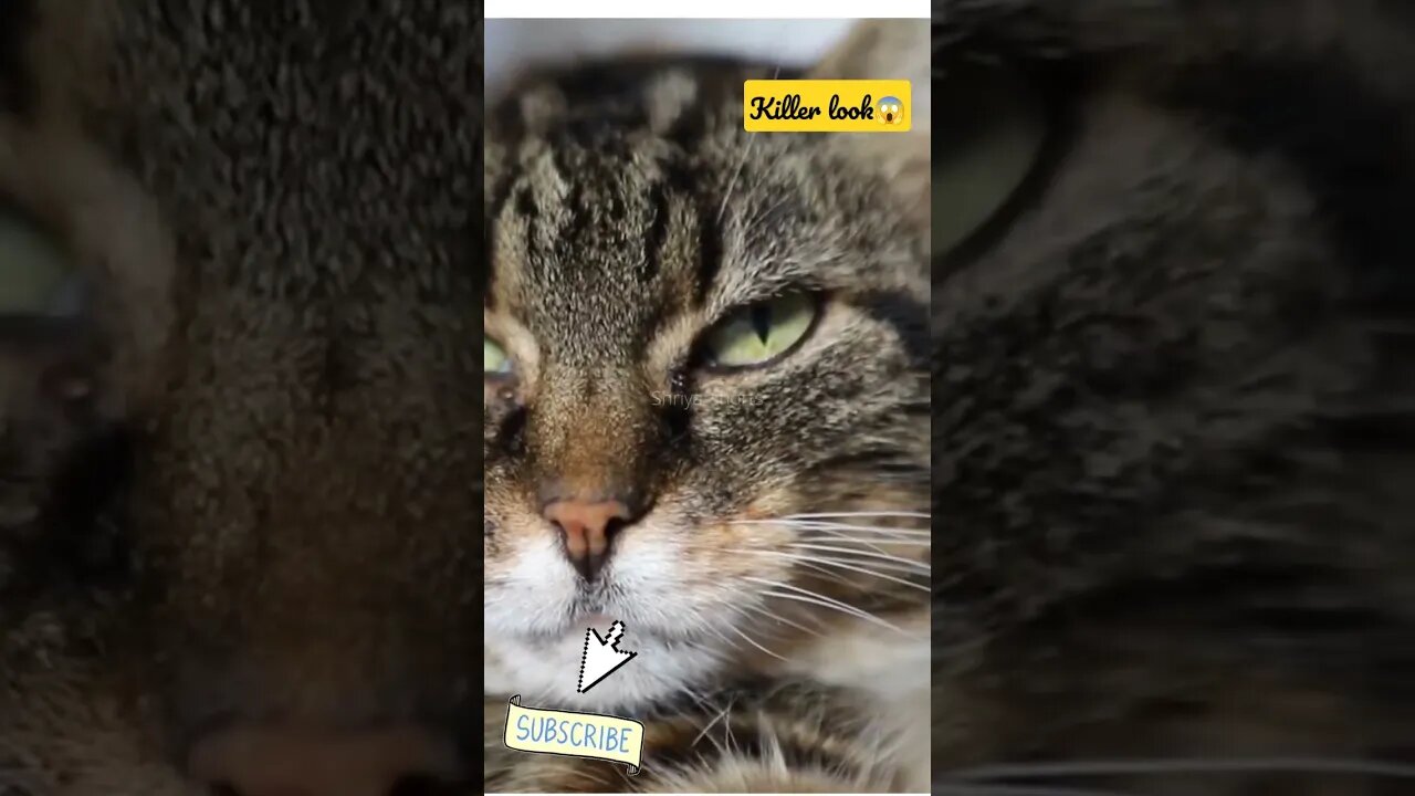 OMG Cute cat killer eyes #shorts #cats #catlovers #catvideos