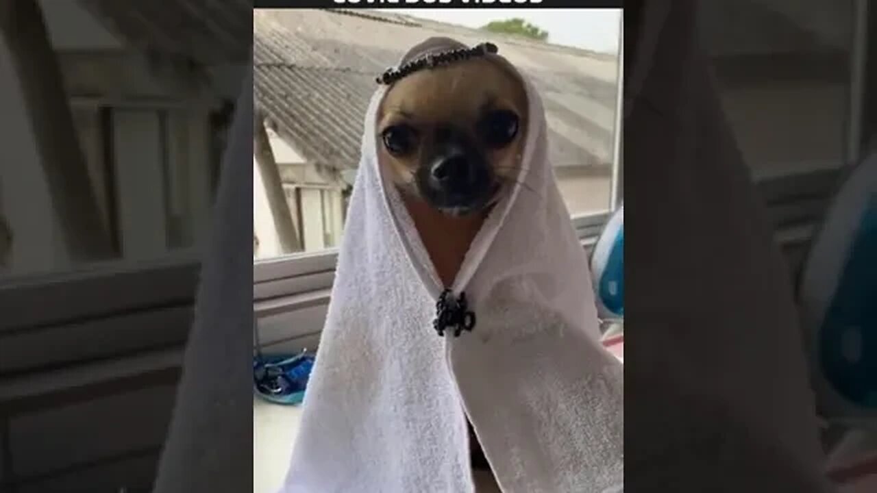 cachorro de Dubai