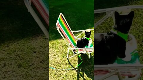 Gato Bartolomeu Tunico na cadeira de praia tomando sol 😸😸