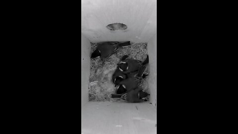 The birds