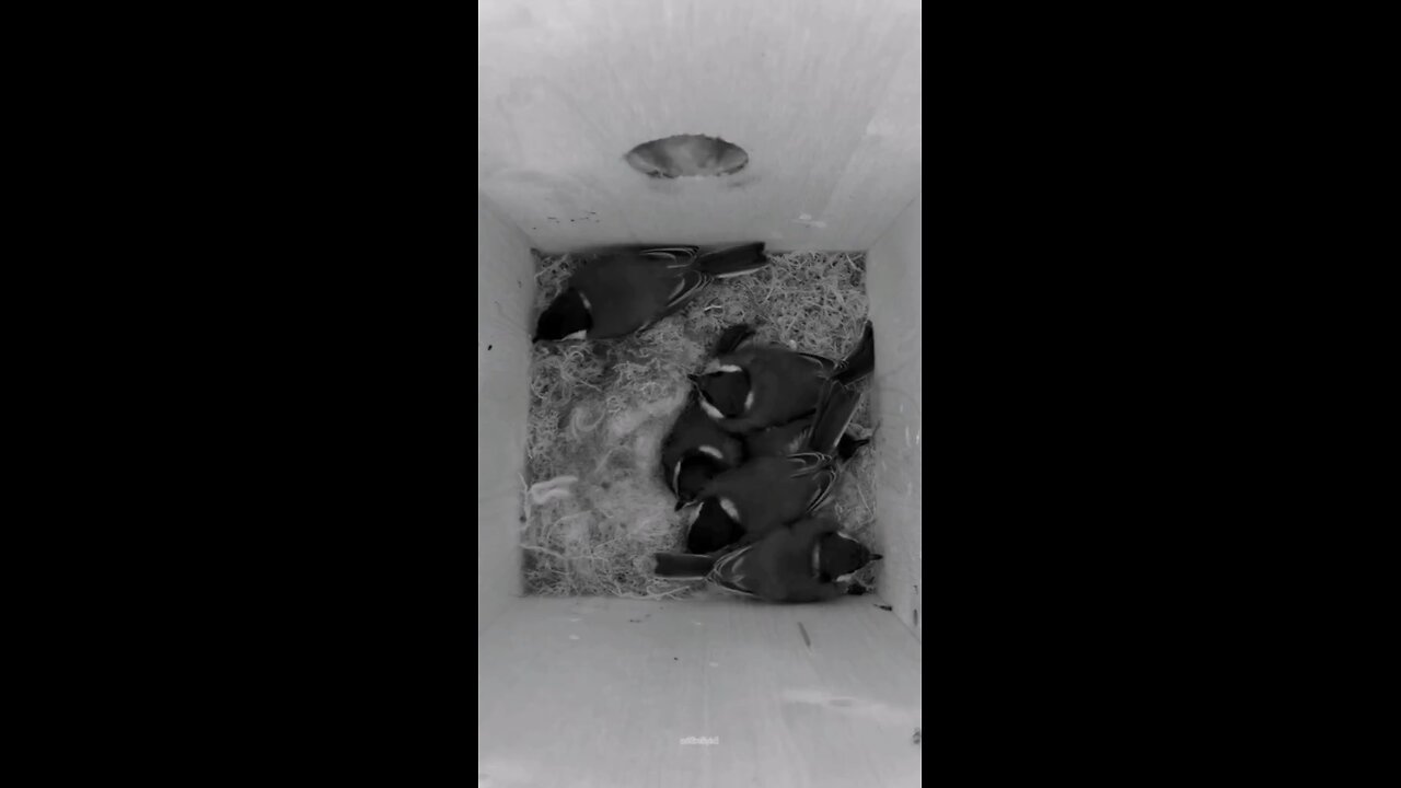 The birds