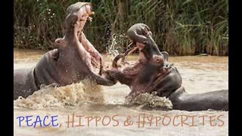 PEACE, HIPPOS & HYPOCRITES #17