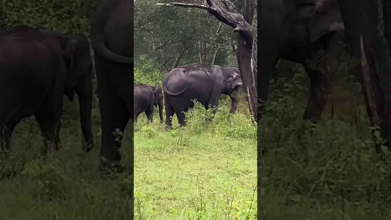 Wild Elephant, Mudumalai