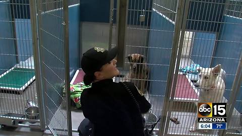 Three shelter dogs euthanized after 'Strep Zoo' case