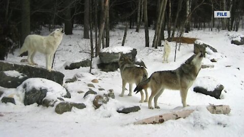 Hunters and trappers blow past Wisconsin’s wolf kill target