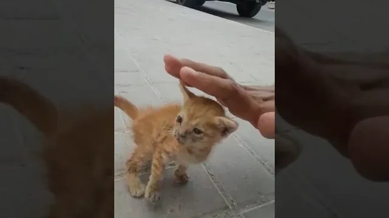 Hungry Innocent Kitten crying