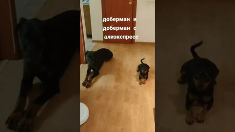 #shorts Смешные Собаки Из Тик Тока 222 Funny Dogs From Tiktok