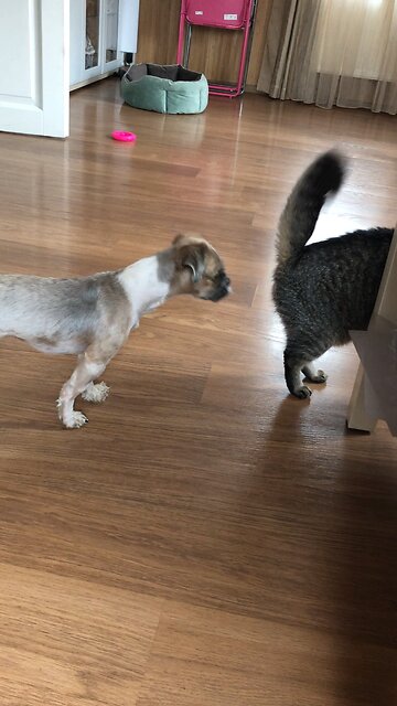 Rescued Shih Tzu Meets Frightening Cat in New Home