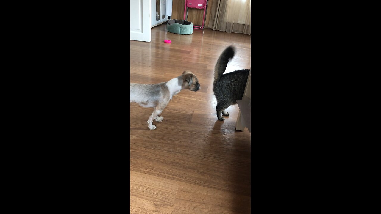 Rescued Shih Tzu Meets Frightening Cat in New Home