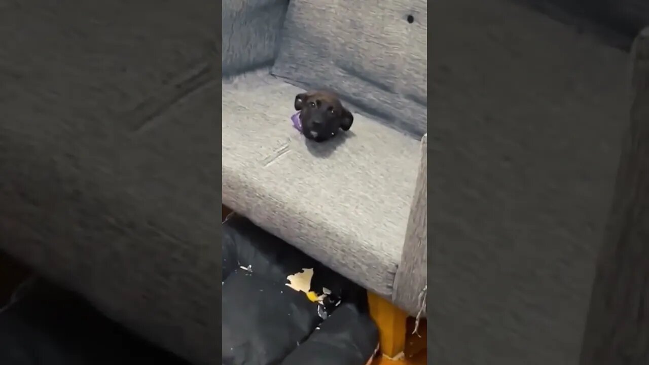 Cute Dog Glued to Sofa #short #youtubeshorts #viral #dogs