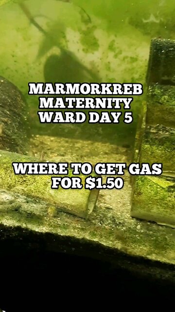 Where to get gas for $1.50!!!