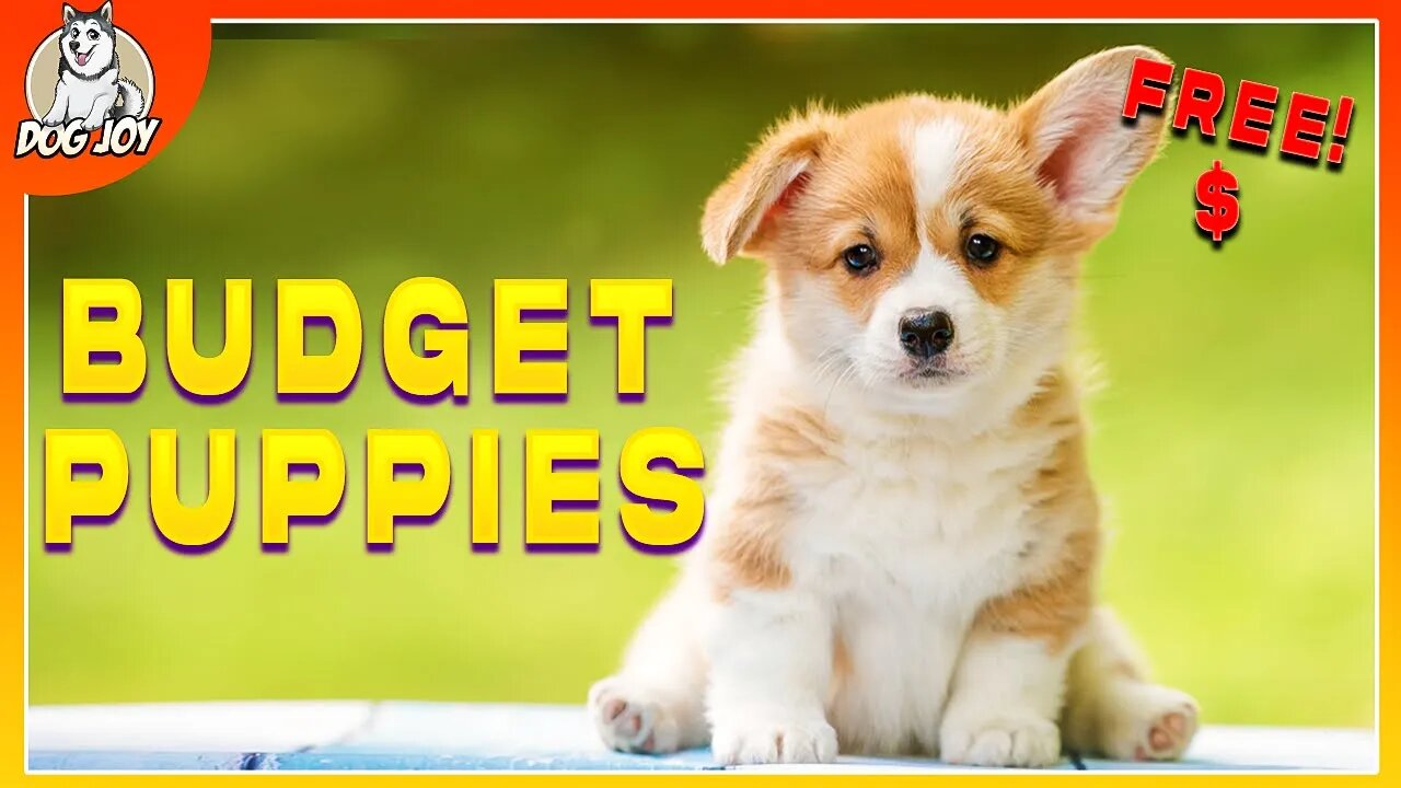 Most Affordable Dog Breeds!