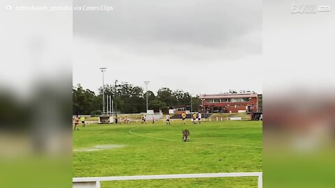 Cheeky kangaroo invades pitch during football game in Australia