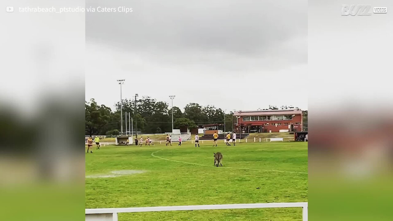 Cheeky kangaroo invades pitch during football game in Australia