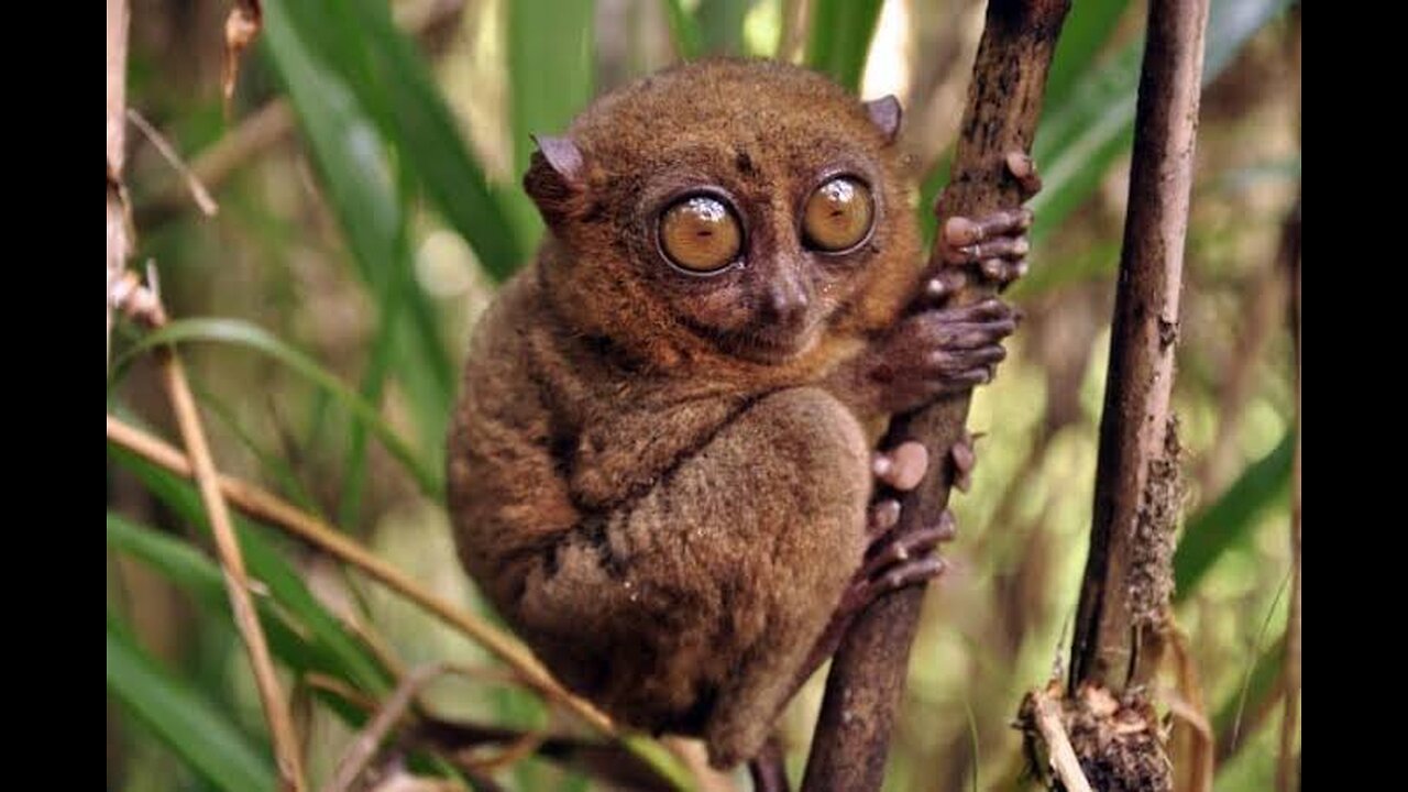 The animal kingdom #cuteanimals