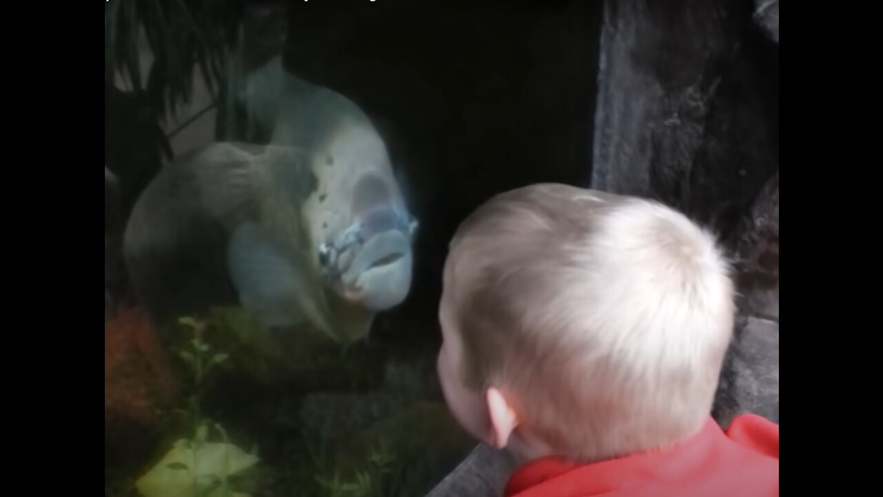 Funny Kids at the Aquarium, TRY NOT TO LAUGH, Cute baby animasl Videos