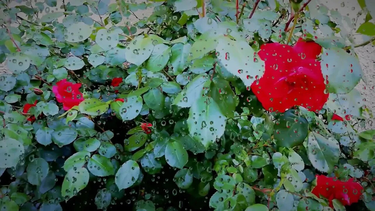 Flowers Plant Rose Pink Rain Floral Roses Nature