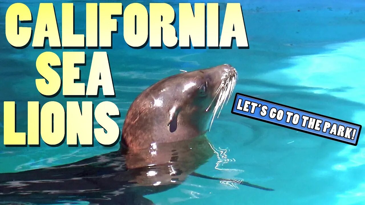 California Sea Lions - Animal Spotlight