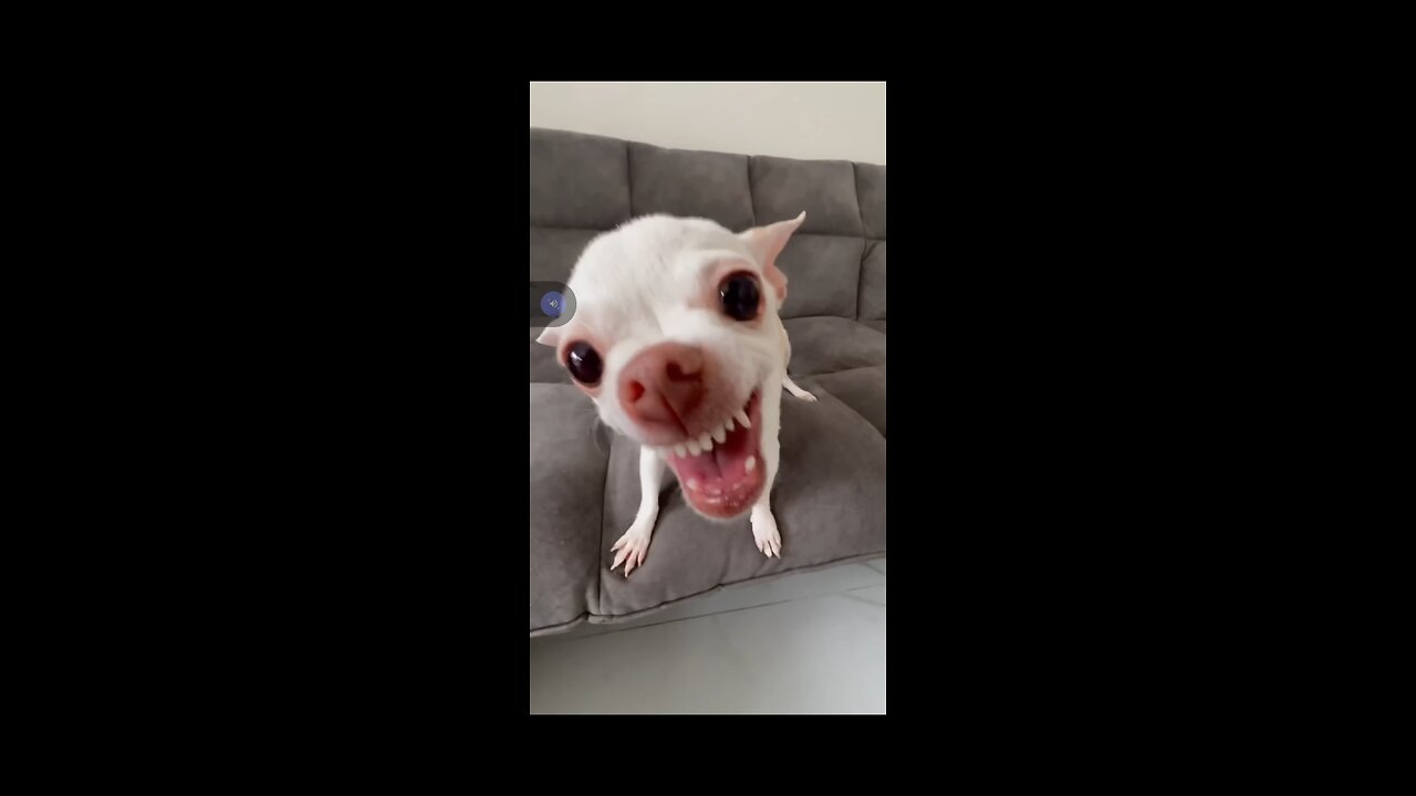 Funny Dog Videos That Will Make You Laugh Out Loud