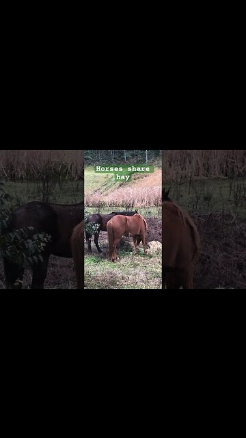 Lead horse share hay with mare