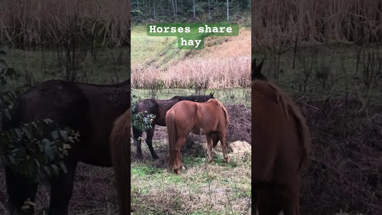 Lead horse share hay with mare