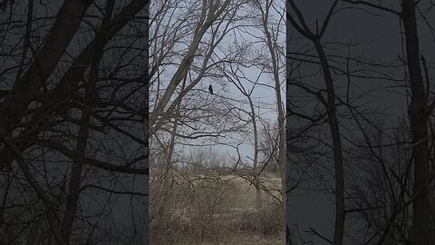 crow #shorts