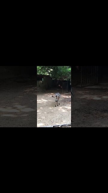 Zebras 🤩😍🥰