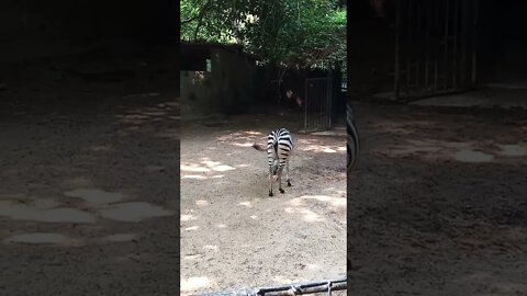 Zebras 🤩😍🥰