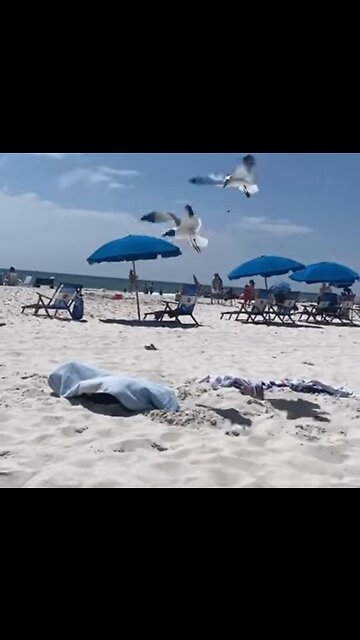 LITTLE BOY PLAY WITH THE SIGULL AT THE BEACH