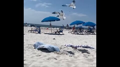 LITTLE BOY PLAY WITH THE SIGULL AT THE BEACH