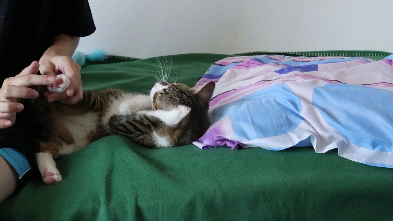 Little Cat Wants Pets