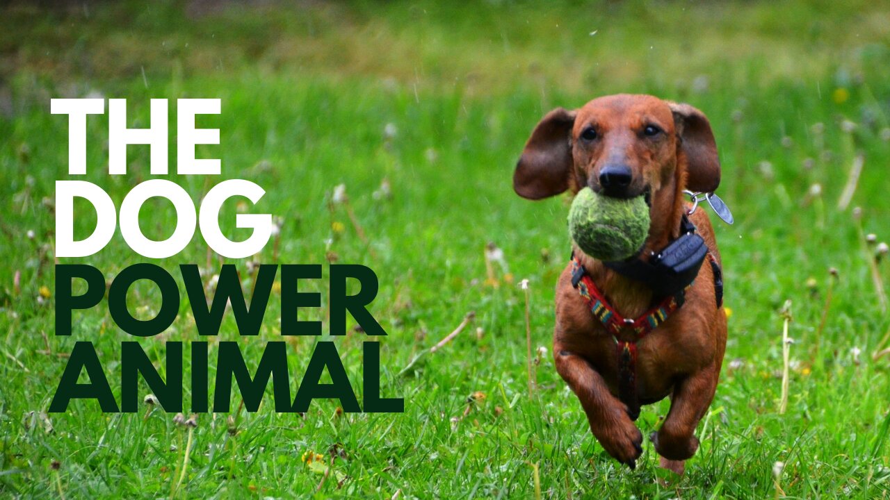 The Dog Power Animal