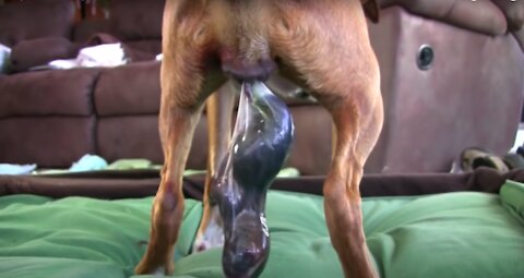 MUST SEE! Dog Has Amazing Birth While Standing!!