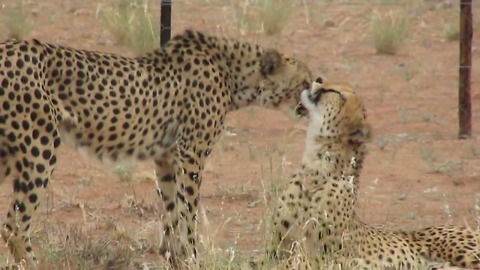 Rescued cheetahs show each other some love