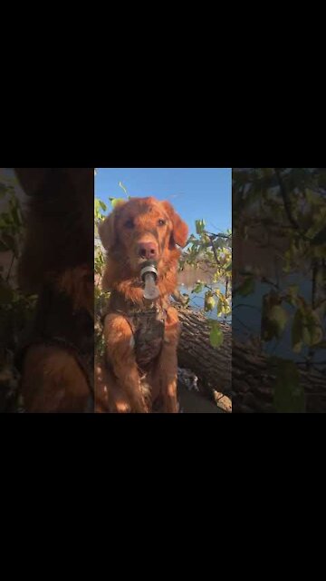 Hunting dog tries to lure wild ducks with duck call