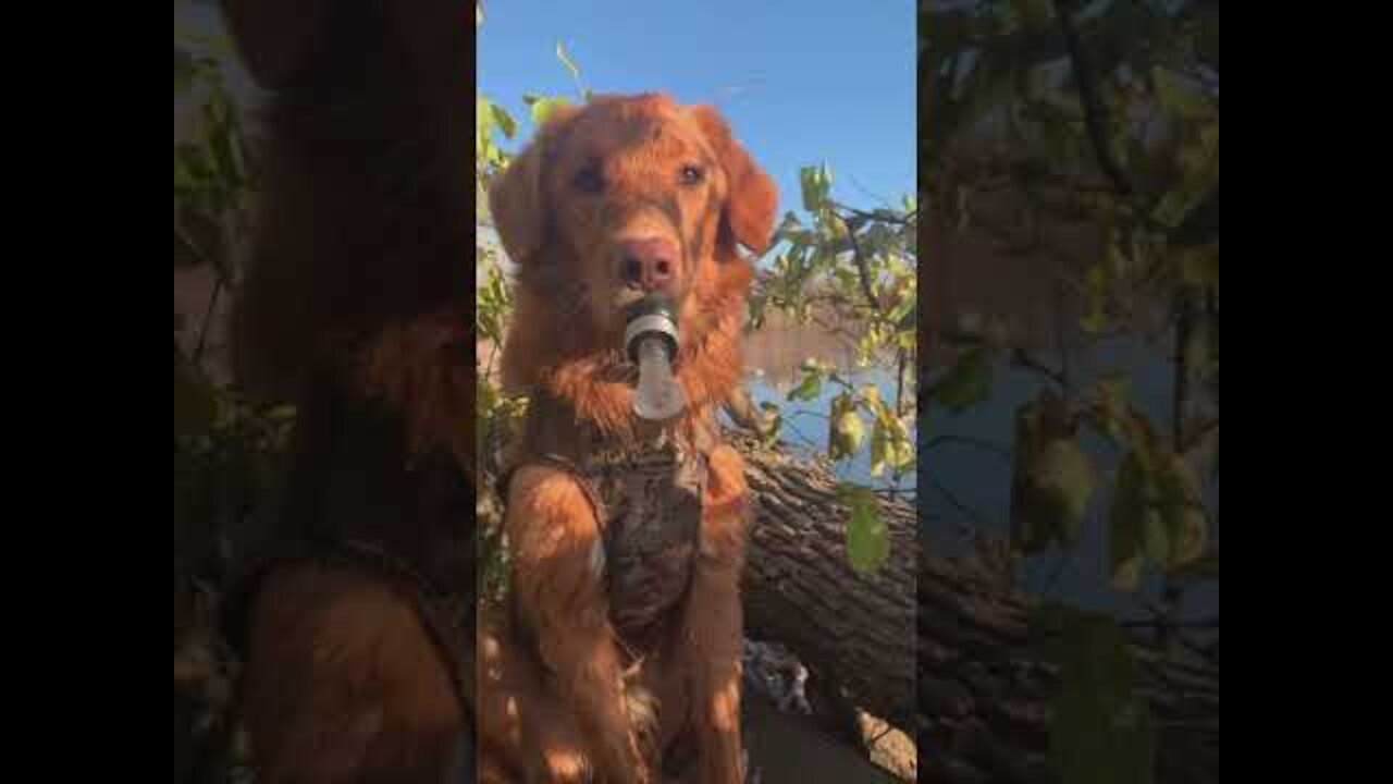 Hunting dog tries to lure wild ducks with duck call