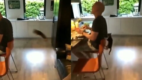 little kitten jumps and attacks her husband