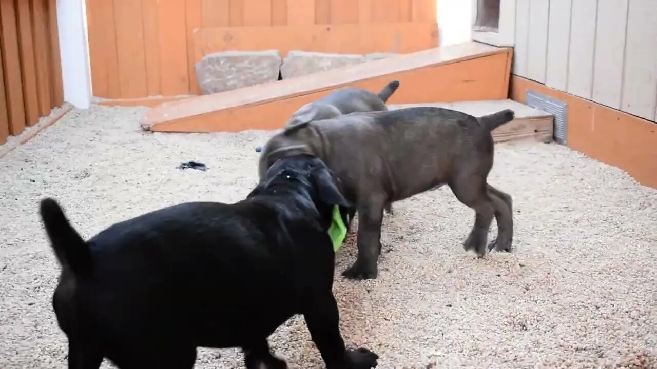 9 Week old Cane Corso Puppies