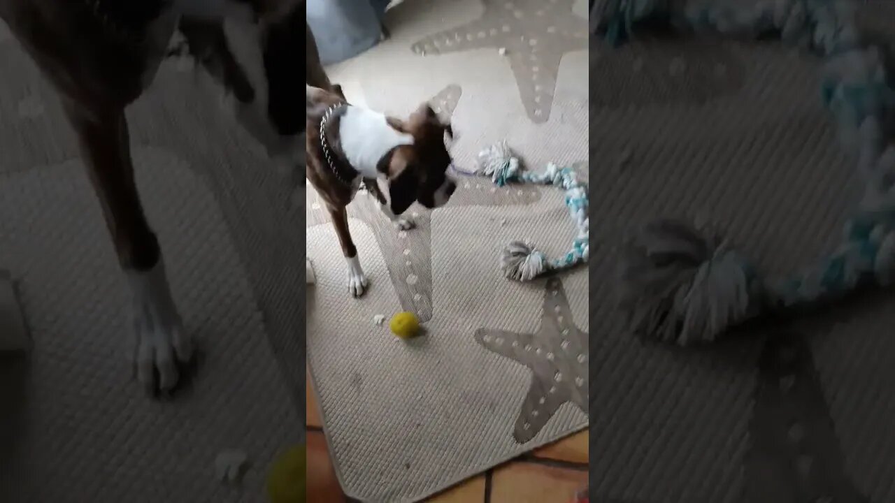 Dog versus lemon