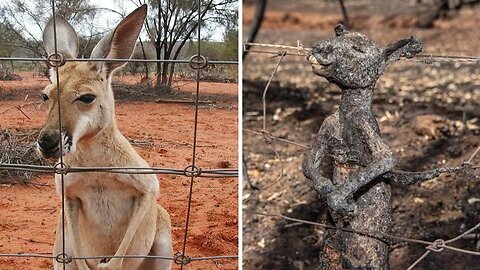 Electrical Shocks Will Not Be Merciful To Animal