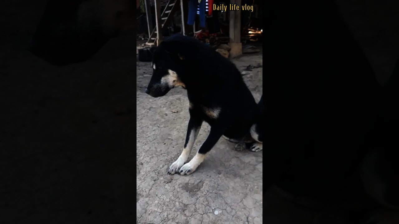 good dog and very humble