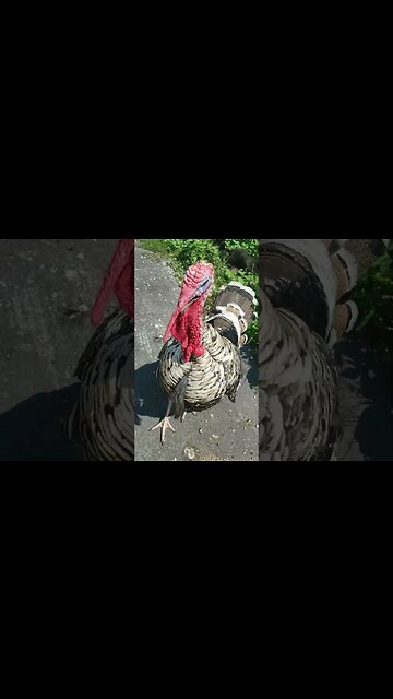 Lil snot° #relics #treasure #coins #metaldetecting #civilwar #turkey #farm #Silver