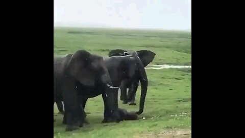 Elephant Gives Birth