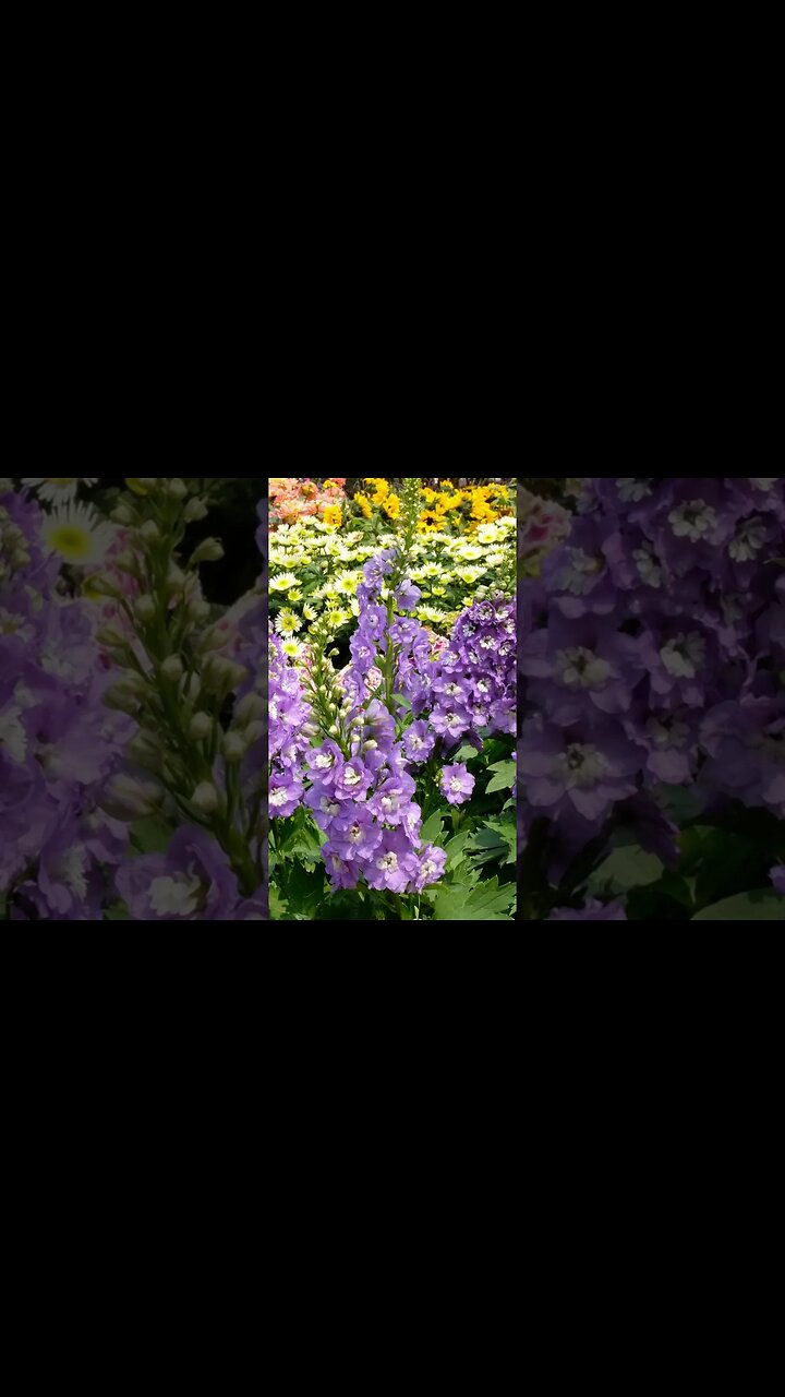 DELPHINIUM (LARKSPUR): A tall, elegant flower to adorn your landscape.