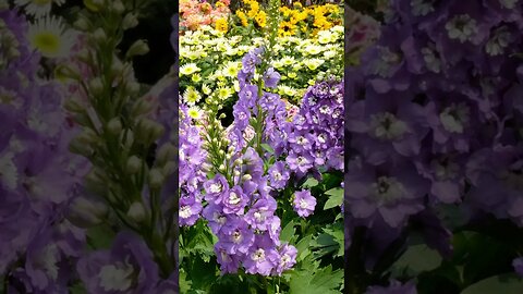 DELPHINIUM (LARKSPUR): A tall, elegant flower to adorn your landscape.