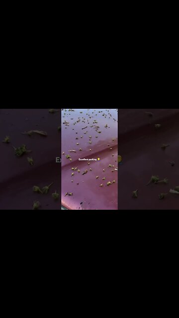 Excellent parking… #springhassprung