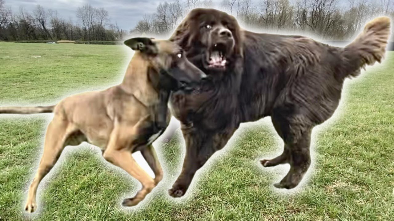 MY MALINOIS MEETS HIS MATCH! TIPS FOR LETTING YOUR DOG PLAY WITH OTHER DOGS!