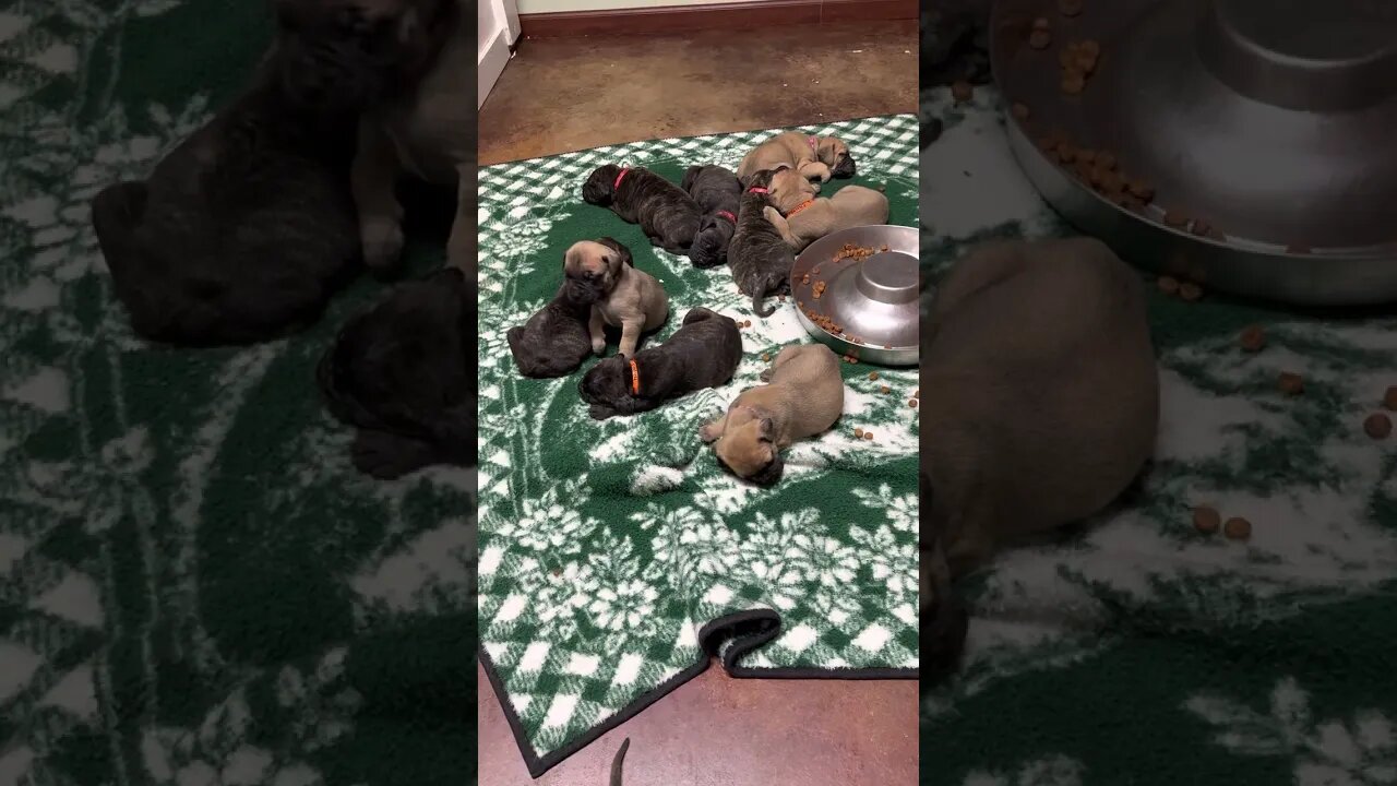 LonelyCreek puppies. Ch Jubie 4 wks old