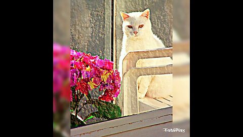 the journey - France 2014