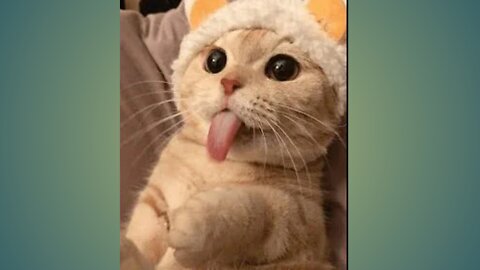 cute cats video